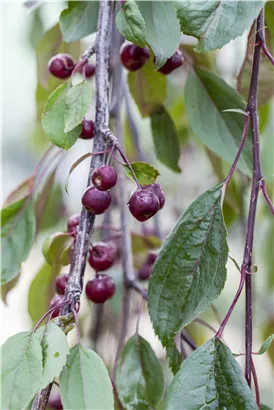 Zierapfel 'Royal Beauty' - Malus 'Royal Beauty' CAC