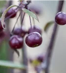 Zierapfel 'Royal Beauty' - Malus 'Royal Beauty' CAC