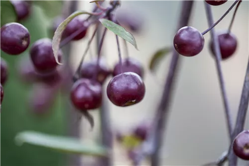 Zierapfel 'Royal Beauty' - Malus 'Royal Beauty' CAC