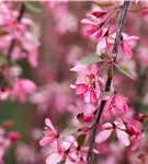 Zierapfel 'Royal Beauty' - Malus 'Royal Beauty' CAC