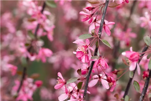 Zierapfel 'Royal Beauty' - Malus 'Royal Beauty' CAC