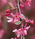 Zierapfel 'Royal Beauty' - Malus 'Royal Beauty' CAC