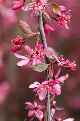 Zierapfel 'Royal Beauty' - Malus 'Royal Beauty' CAC