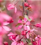 Zierapfel 'Royal Beauty' - Malus 'Royal Beauty' CAC