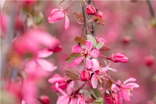 Zierapfel 'Royal Beauty' - Malus 'Royal Beauty' CAC