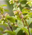 Niedrige Purpurbeere 'Hancock' - Symphoricarpos chenaultii 'Hancock'