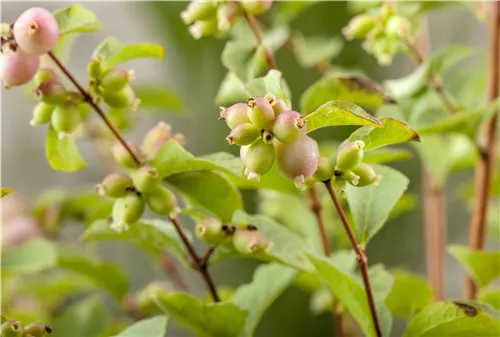 Niedrige Purpurbeere 'Hancock' - Symphoricarpos chenaultii 'Hancock'