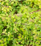 Niedrige Purpurbeere 'Hancock' - Symphoricarpos chenaultii 'Hancock'