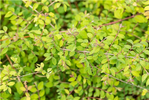 Niedrige Purpurbeere 'Hancock' - Symphoricarpos chenaultii 'Hancock'