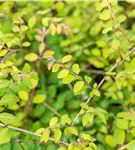 Niedrige Purpurbeere 'Hancock' - Symphoricarpos chenaultii 'Hancock'