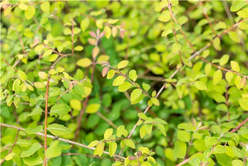 Niedrige Purpurbeere 'Hancock' - Symphoricarpos chenaultii 'Hancock'