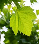 Platane 'Alphens Globe' - Platanus hispanica 'Alphens Globe'