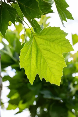 Platane 'Alphens Globe' - Platanus hispanica 'Alphens Globe'