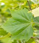 Platane 'Alphens Globe' - Platanus hispanica 'Alphens Globe'