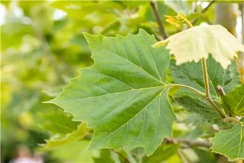 Platane 'Alphens Globe' - Platanus hispanica 'Alphens Globe'