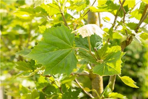 Platane 'Alphens Globe' - Platanus hispanica 'Alphens Globe'