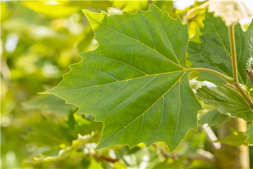 Platane 'Alphens Globe' - Platanus hispanica 'Alphens Globe'