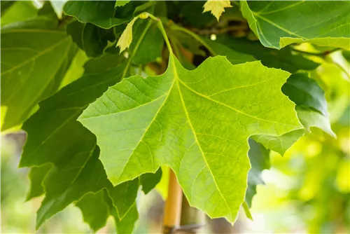 Platane 'Alphens Globe' - Platanus hispanica 'Alphens Globe'