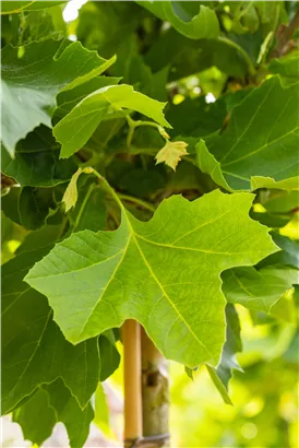 Platane 'Alphens Globe' - Platanus hispanica 'Alphens Globe'