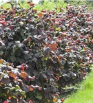 Waldhasel 'Red Majestic' - Corylus avellana 'Red Majestic'