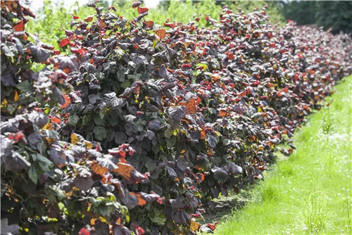 Waldhasel 'Red Majestic' - Corylus avellana 'Red Majestic'