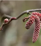 Waldhasel 'Red Majestic' - Corylus avellana 'Red Majestic'