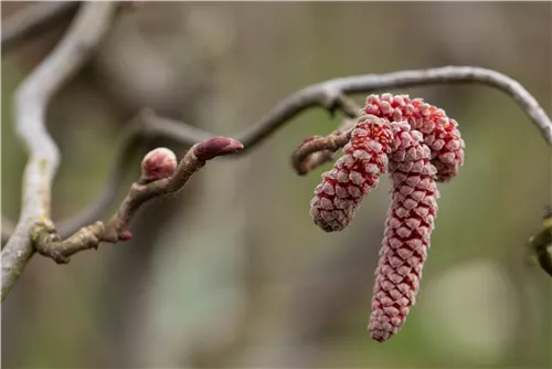 Waldhasel 'Red Majestic' - Corylus avellana 'Red Majestic'