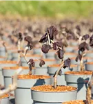 Waldhasel 'Red Majestic' - Corylus avellana 'Red Majestic'