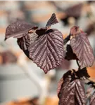 Waldhasel 'Red Majestic' - Corylus avellana 'Red Majestic'