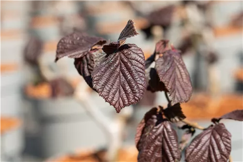 Waldhasel 'Red Majestic' - Corylus avellana 'Red Majestic'