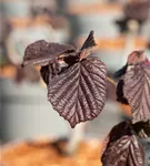 Waldhasel 'Red Majestic' - Corylus avellana 'Red Majestic'