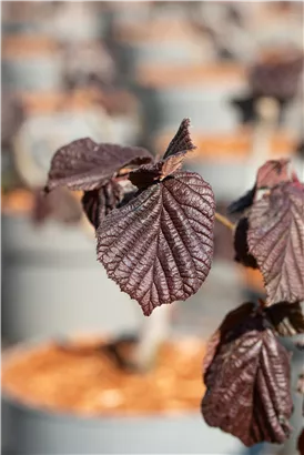 Waldhasel 'Red Majestic' - Corylus avellana 'Red Majestic'