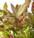 Traubenheide 'Zeblid' - Leucothoe 'Zeblid'