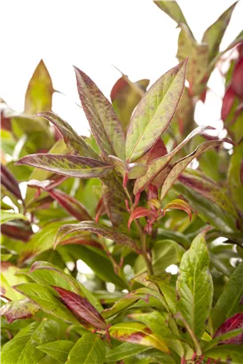 Traubenheide 'Zeblid' - Leucothoe 'Zeblid'