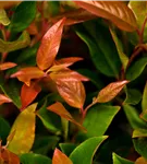 Traubenheide 'Zeblid' - Leucothoe 'Zeblid'