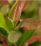 Traubenheide 'Zeblid' - Leucothoe 'Zeblid'