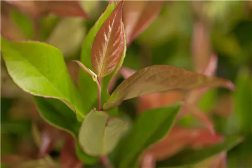 Traubenheide 'Zeblid' - Leucothoe 'Zeblid'