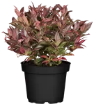 Traubenheide 'Zeblid' - Leucothoe 'Zeblid'