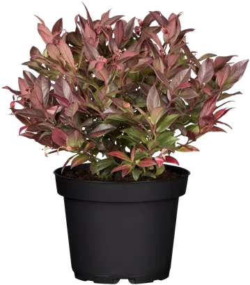 Traubenheide 'Zeblid' - Leucothoe 'Zeblid'