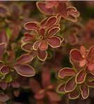 Berberitze 'Admiration'® - Berberis thunbergii 'Admiration' -S-