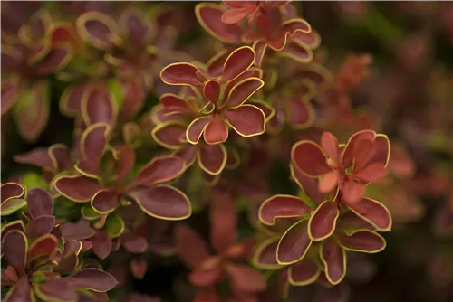 Berberitze 'Admiration'® - Berberis thunbergii 'Admiration' -S-