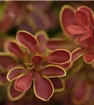 Berberitze 'Admiration'® - Berberis thunbergii 'Admiration' -S-