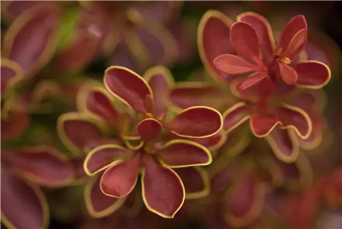 Berberitze 'Admiration'® - Berberis thunbergii 'Admiration' -S-