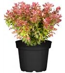 Berberitze 'Admiration'® - Berberis thunbergii 'Admiration' -S-