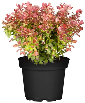 Berberitze 'Admiration'® - Berberis thunbergii 'Admiration' -S-