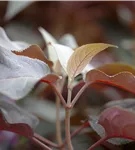 Samthortensie 'Hot Chocolate'® - Hydrangea aspera 'Hot Chocolate'