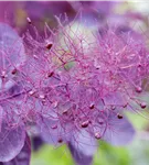 Roter Perückenstrauch 'Royal Purple' - Cotinus coggygria 'Royal Purple'