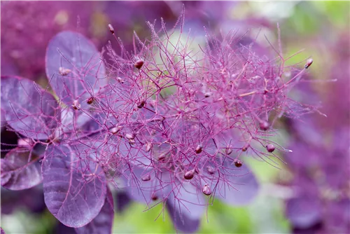 Roter Perückenstrauch 'Royal Purple' - Cotinus coggygria 'Royal Purple'