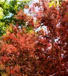 Roter Perückenstrauch 'Royal Purple' - Cotinus coggygria 'Royal Purple'