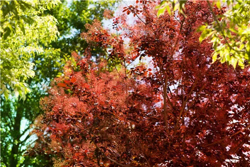 Roter Perückenstrauch 'Royal Purple' - Cotinus coggygria 'Royal Purple'